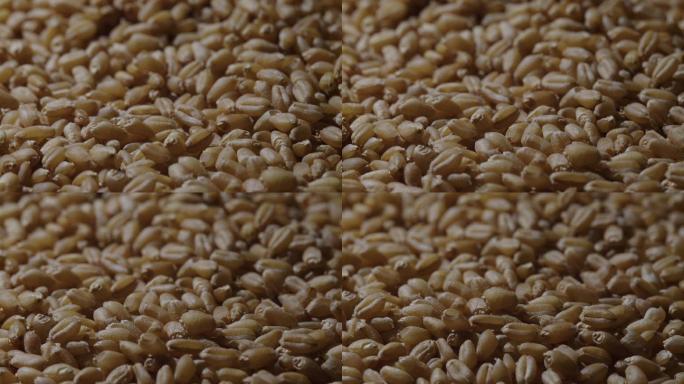 6K小麦粒小麦种子动态特写02