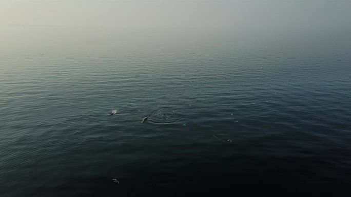 广西涠洲岛海域的布氏鲸高清航拍