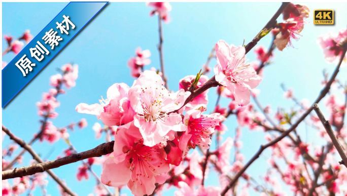 樱花花海春天来了百花盛开视频素材