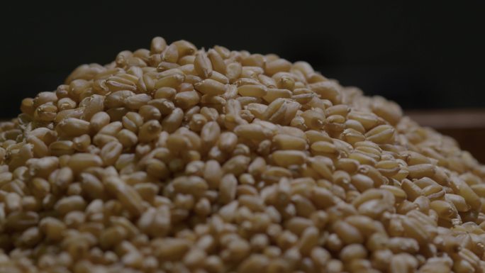 6K小麦粒小麦种子动态特写08