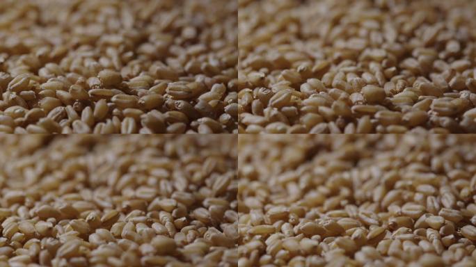 6K小麦粒小麦种子动态特写03