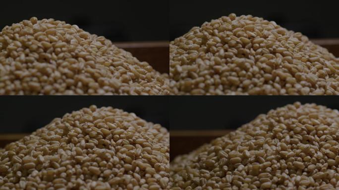 6K小麦粒中的虫子爬动