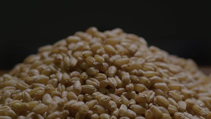 6K小麦粒小麦种子动态特写06