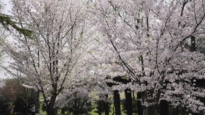 4K顾村公园樱花节花卉