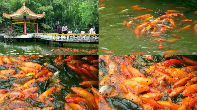 景观池游客喂鱼红色鲤鱼