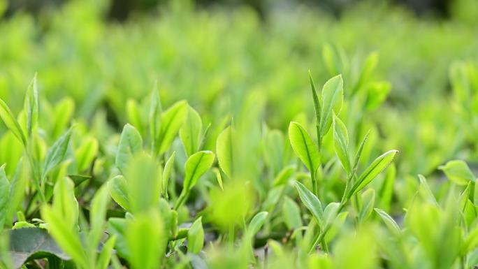 高山茶园茶叶特写采茶合集