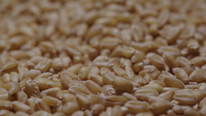 6K小麦粒小麦种子动态特写04