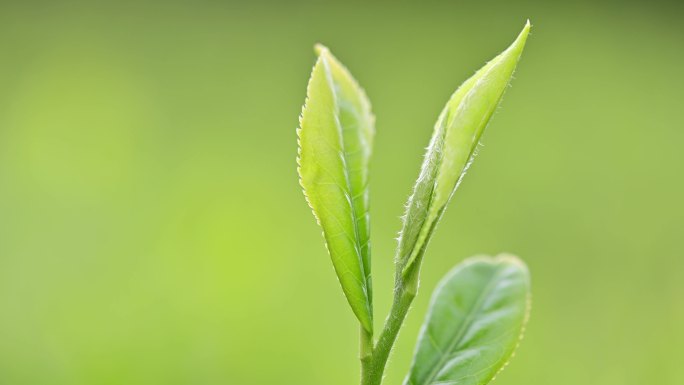 茶叶特写影视广告视频素材