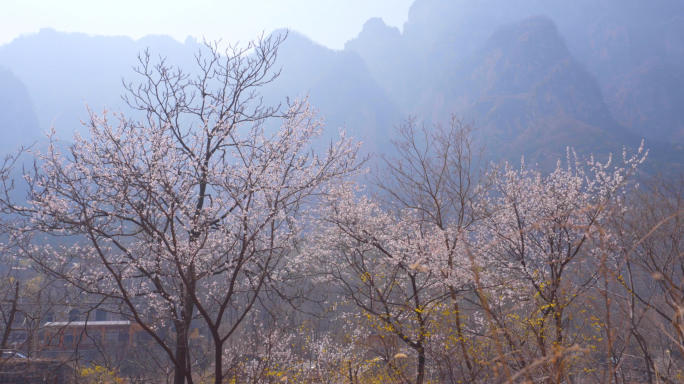 4K太行山春天桃花郭亮村-大山悬崖花开