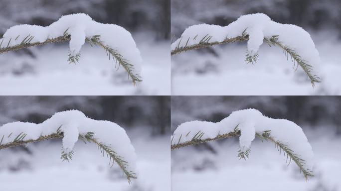 松树积雪林场4k