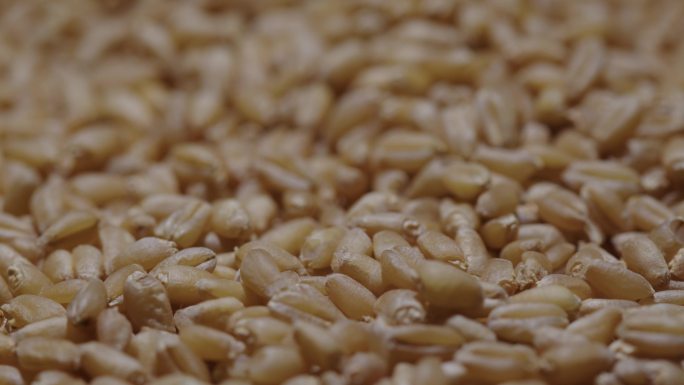6K小麦粒小麦种子动态特写01