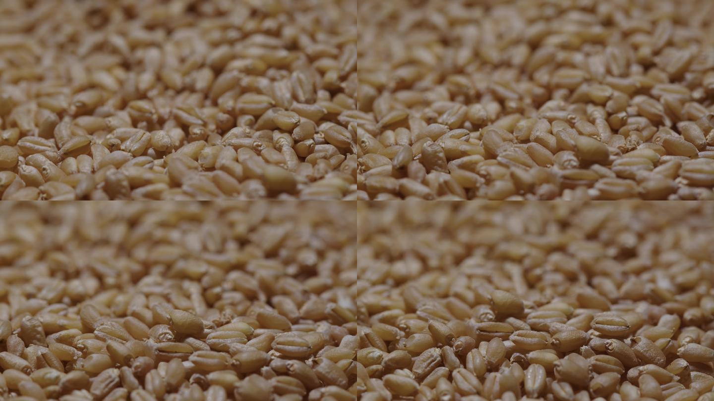 6K小麦粒小麦种子动态特写01