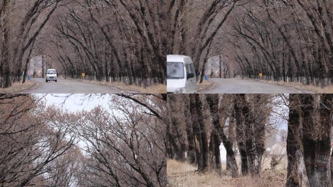冬天树枝，农村萧瑟小路，落后乡村