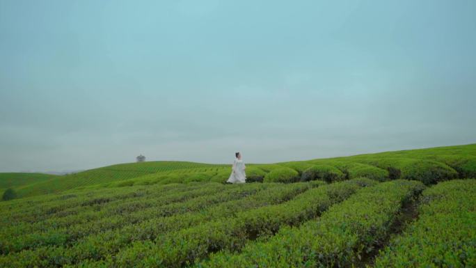 最美茶园美女采茶