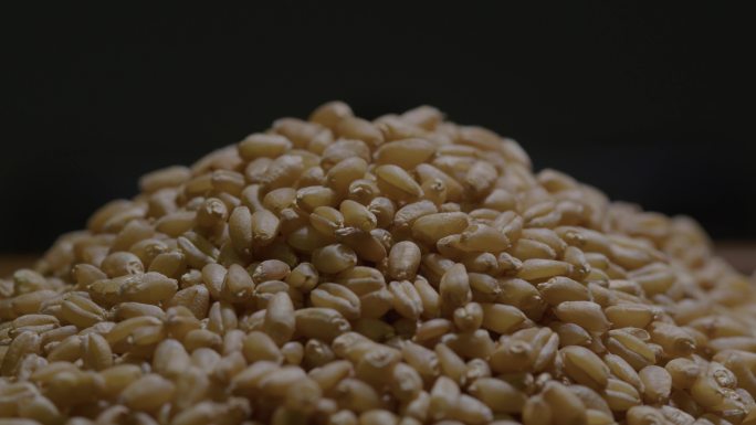 6K小麦粒小麦种子动态特写05