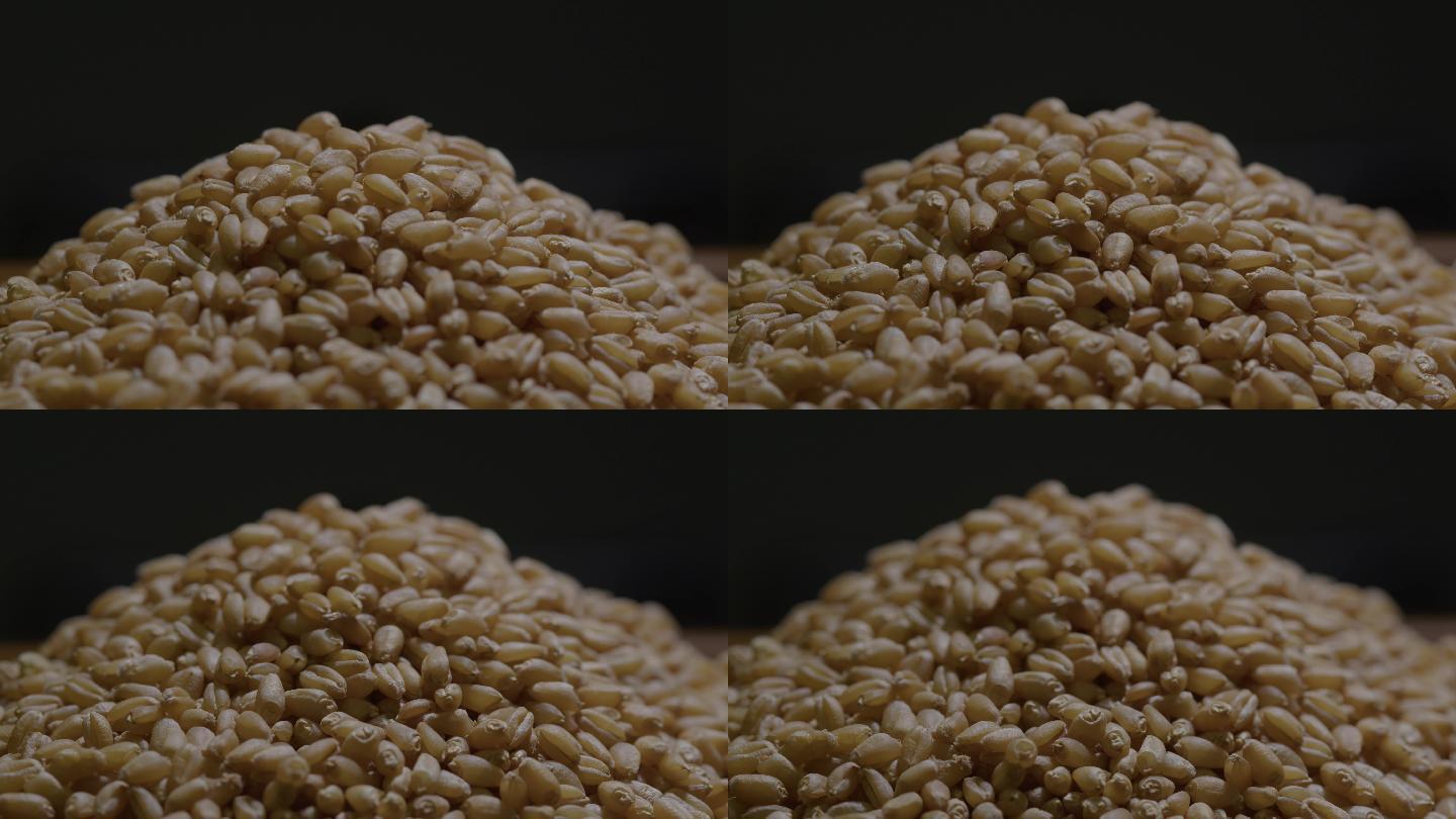 6K小麦粒小麦种子动态特写05