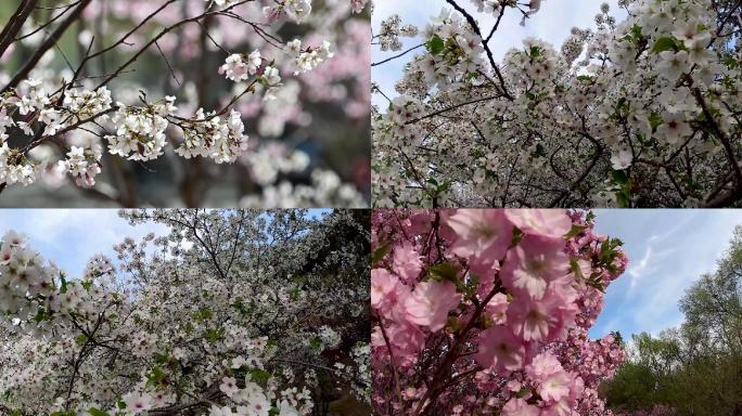 樱花推拉摇移素材