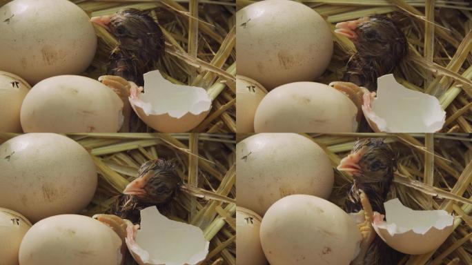小鸡出蛋壳视频实拍