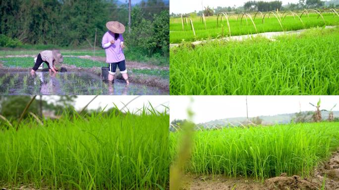 种稻谷插秧水稻