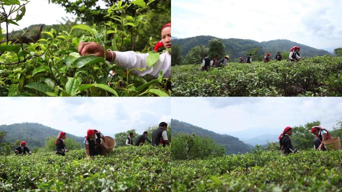 版纳南糯山哈尼采茶石头寨