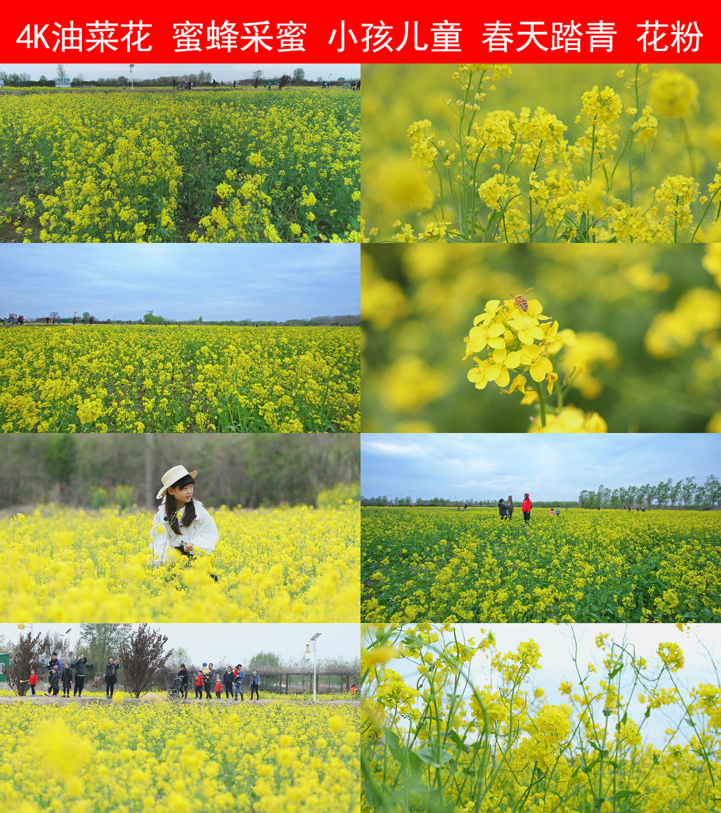 航拍油菜花游客游玩4K