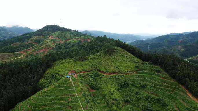 贵州山区新型农业百香果基地航拍视频