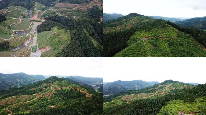 贵州山区新型农业百香果基地航拍视频