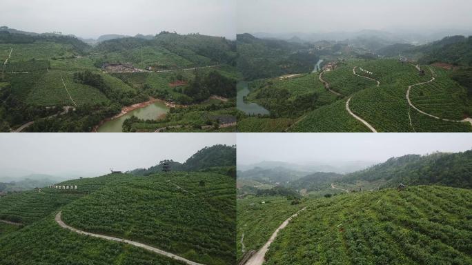 贵州山区新型农业蓝莓种植基地