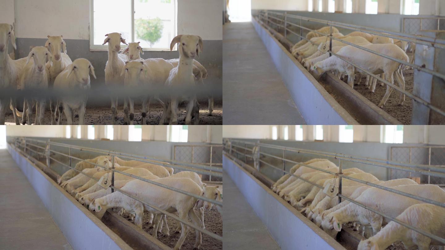 羊圈养羊种羊绵羊山羊养殖基地