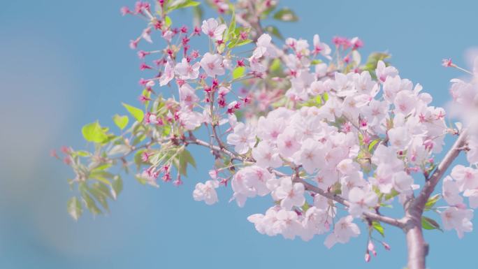 春暖花开唯美樱花空镜