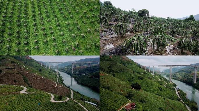 贵州山区新型农业火龙果种植基地