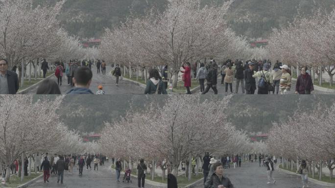樱花树下来来往往的游客