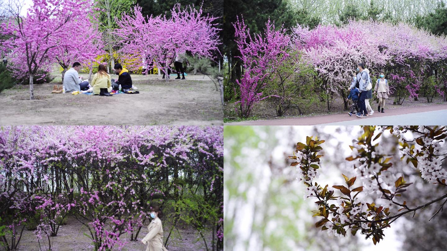 野炊春游