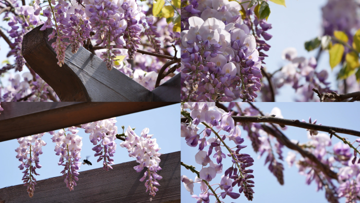 紫藤花_木蜂采蜜