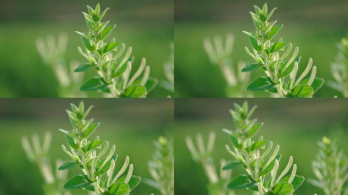 中药材金银花实拍特写