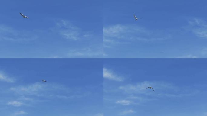 一只黑嘴鸥在蓝天飞翔