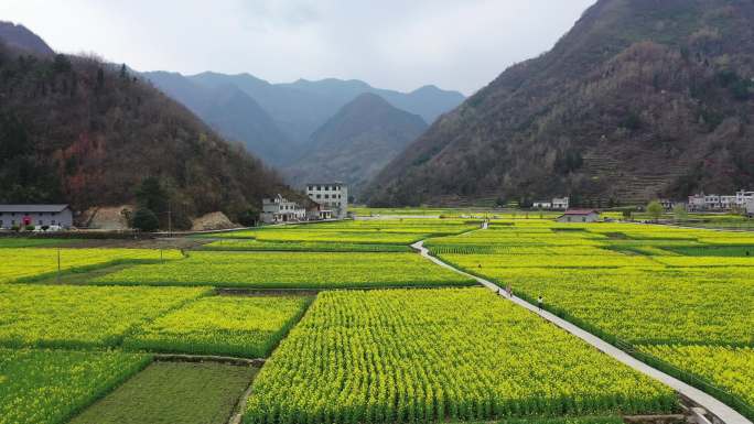 车在路上行,人在画中游——油菜花田