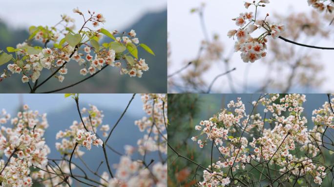 4K实拍农村桐子花春天森林特写19组