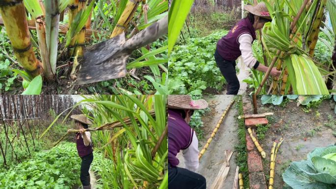 农民砍甘蔗摘竹甘蔗