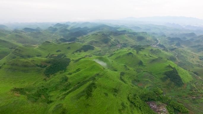 高油茶油茶茶花