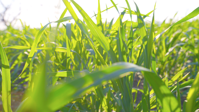4K阳光下的麦苗阳光小草-小麦麦苗禾苗