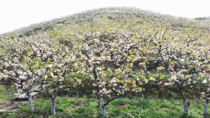 梨花航拍，地面实拍，大山梨花视频素材