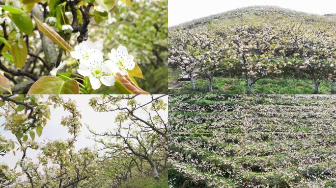 梨花航拍，地面实拍，大山梨花视频素材