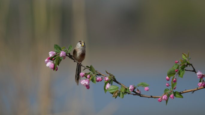 花儿