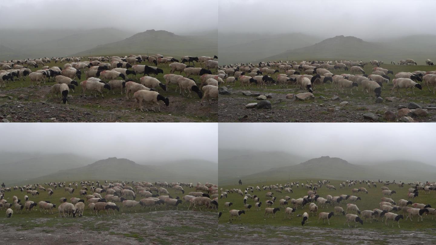 山顶吃草的羊群