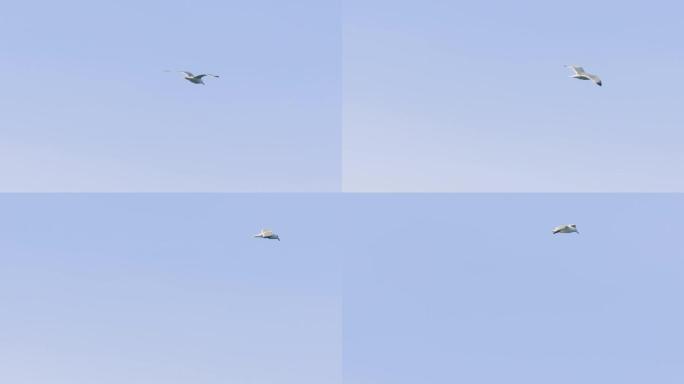 海鸥滑翔4k