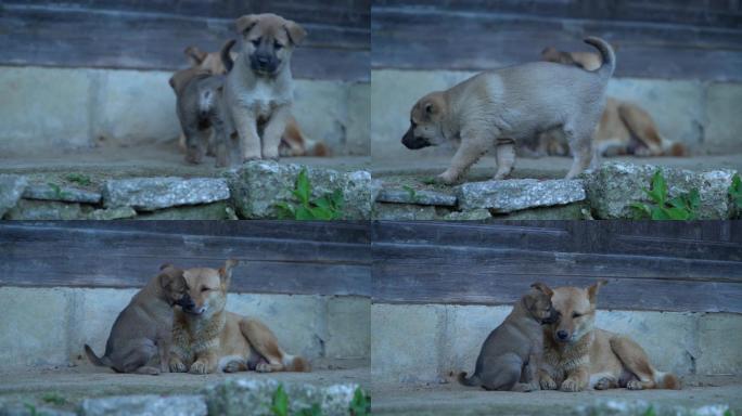 农村中华田园犬幼犬小狗