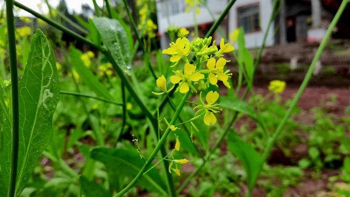 4K金黄油菜花