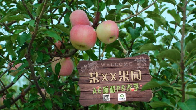 苹果熟了雨露滋养4k