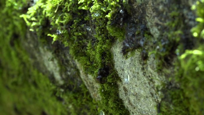 苔藓上露水滴落慢镜头视频